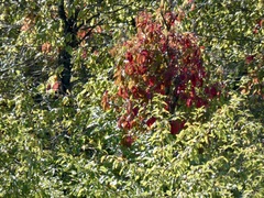 Oxydendrum arboreum