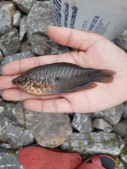 Trichopodus trichopterus