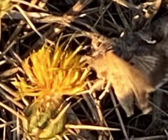 Pyrausta subsequalis