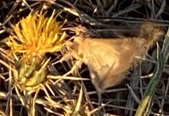 Pyrausta subsequalis