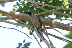 Philemon buceroides