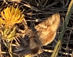 Pyrausta subsequalis