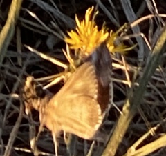 Pyrausta subsequalis