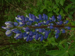 Lupinus polyphyllus