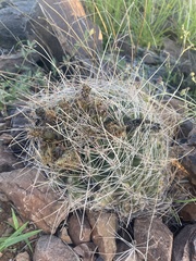 Hamatocactus hamatacanthus hamatacanthus