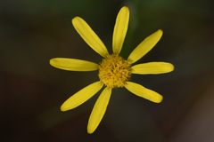 Senecioninae