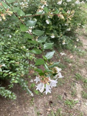Abelia