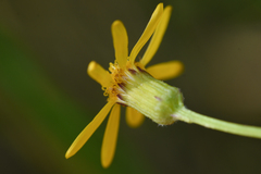 Senecioninae