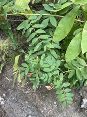 Astragalus americanus