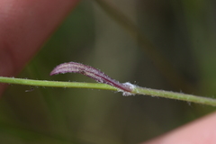 Senecioninae
