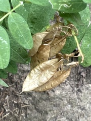 Astragalus americanus