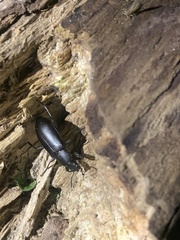 Alobates pensylvanicus