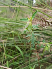 Euryomyrtus ramosissima