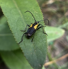 Chauliognathus deceptus