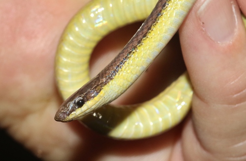 San Vincente Island Racer