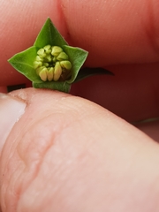 Euryomyrtus ramosissima