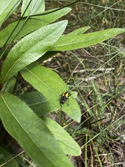 Chauliognathus deceptus