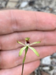Caladenia transitoria