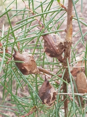 Hakea sericea