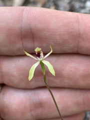 Caladenia transitoria