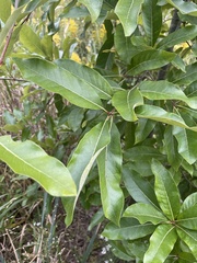 Quercus imbricaria