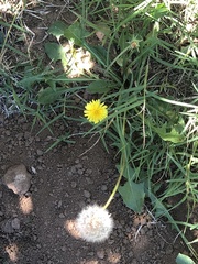 Taraxacum