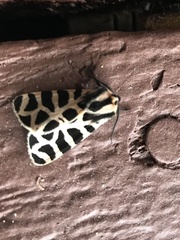 Apantesis incorrupta