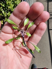 Gentianella saxosa