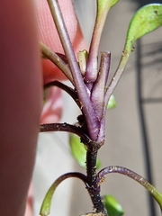 Gentianella saxosa