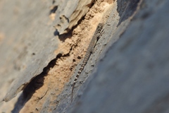Pristurus celerrimus