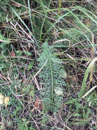 Achillea millefolium image