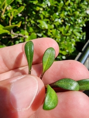 Gentianella saxosa
