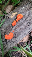 Polyporales