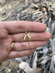 Caladenia transitoria