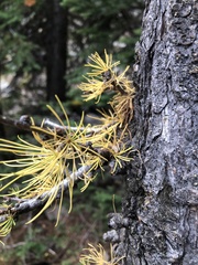 Larix lyallii