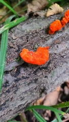 Polyporales