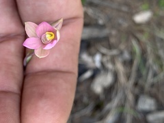 Thelymitra carnea