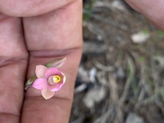 Thelymitra carnea