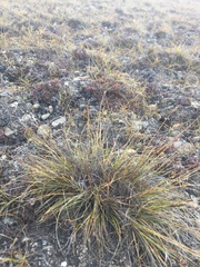 Carex nardina