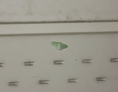 Synchlora