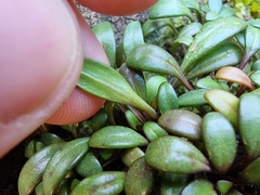 Gentianella saxosa