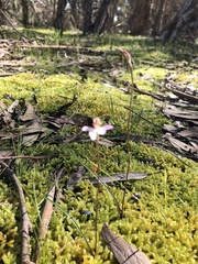 Caladenia moschata