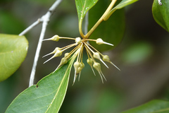 Aegiceras corniculatum