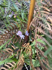 Glycine clandestina