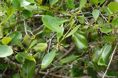 Aegiceras corniculatum