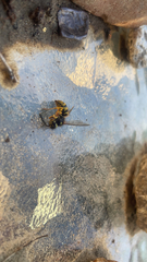 Vespula pensylvanica