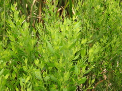 Baccharis halimifolia