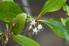 Aegiceras corniculatum