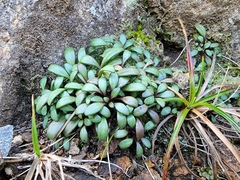 Gentianella saxosa