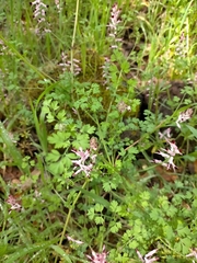 Fumaria officinalis